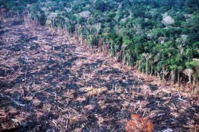 Alterações ambientais causadas pelo desmatamento