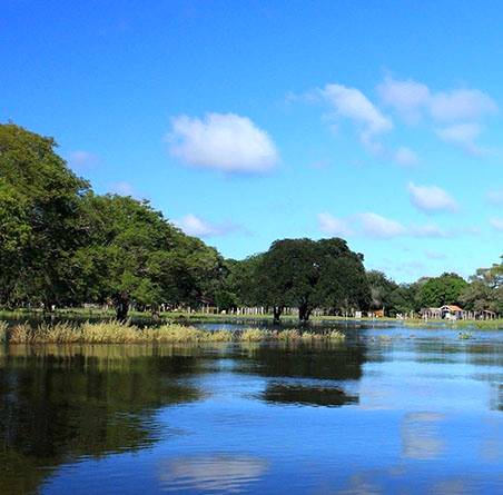 Cerrado, Pantanal e Caatinga são reconhecidas como áreas prioritárias