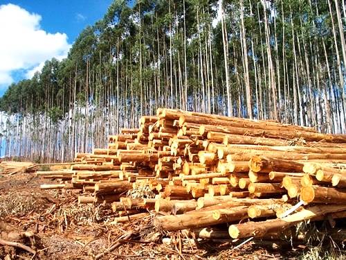 Setor de árvores plantadas registra aumento das exportações de celulose e painéis de madeira