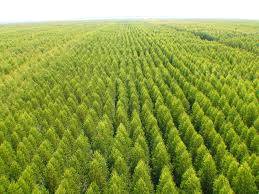 A Biomassa como alternativa ao planeta