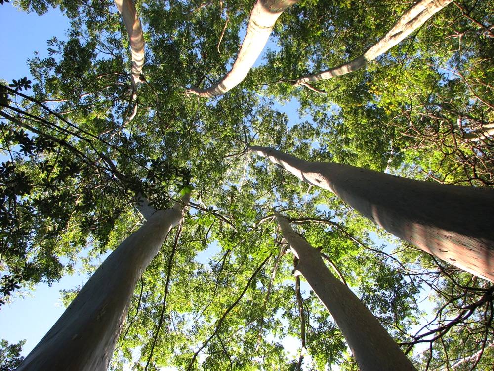 Implementação de política para florestas plantadas