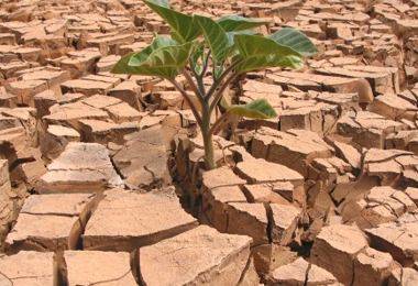 30% dos solos do mundo estão degradados, diz pesquisa da FAO
