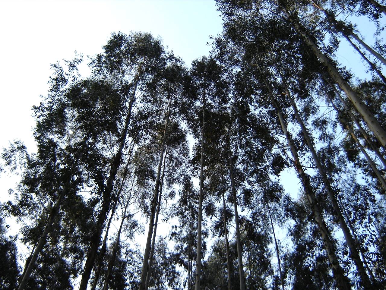 Softwares simulam desbastes em silviculturas de Eucalipto