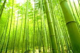 Universidade discute as aplicações da fibra de bambu e sua alta rentabilidade