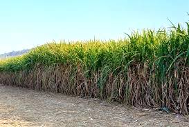 Conservação do solo para a cultura da cana-de-açúcar ganha destaque em seminário