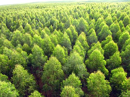 Indústria de árvores plantadas em prol do meio ambiente
