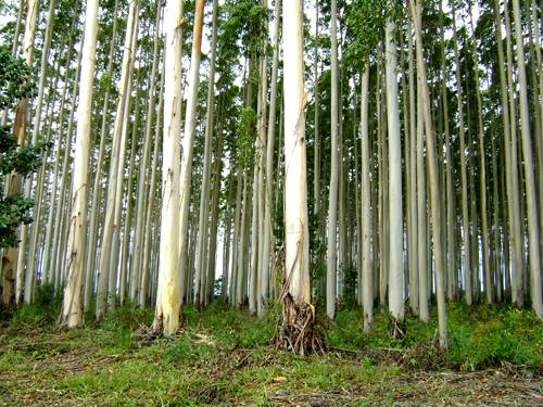 Indústria de árvores plantadas: fonte de matéria prima e proteção da biodiversidade