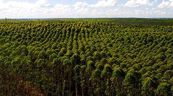 O setor florestal cresce em importância econômica