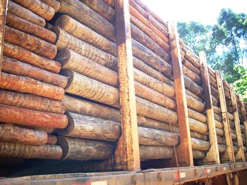 O uso da madeira em projetos do futuro é tema de ciclo de palestras em Brasília
