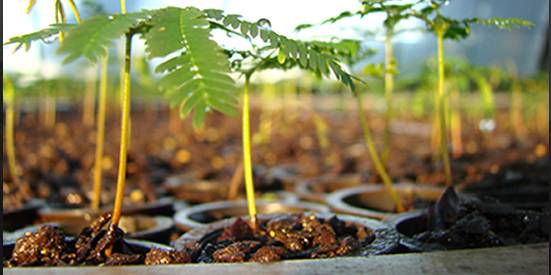 Setor de árvores plantadas requer gestão com ênfase nos custos produtivos