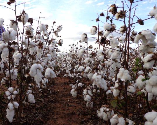 Brasil ganha expressividade na produção mundial de algodão