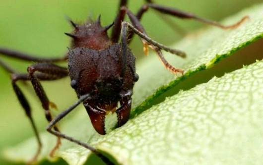 Como combater formigas cortadeiras em cultivos de eucalipto