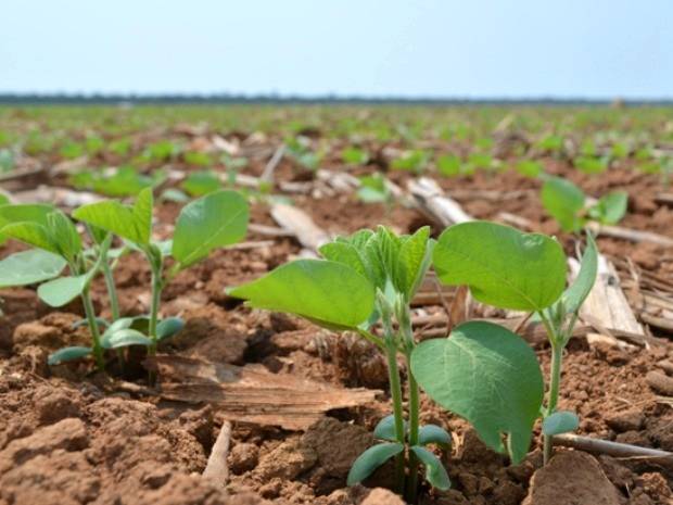 Mudanças climáticas podem afetar produção de soja para 2017