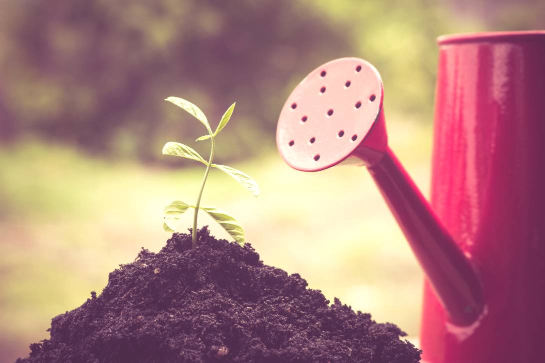 Fertilizante inteligente cria vantagens econômicas e ambientais
