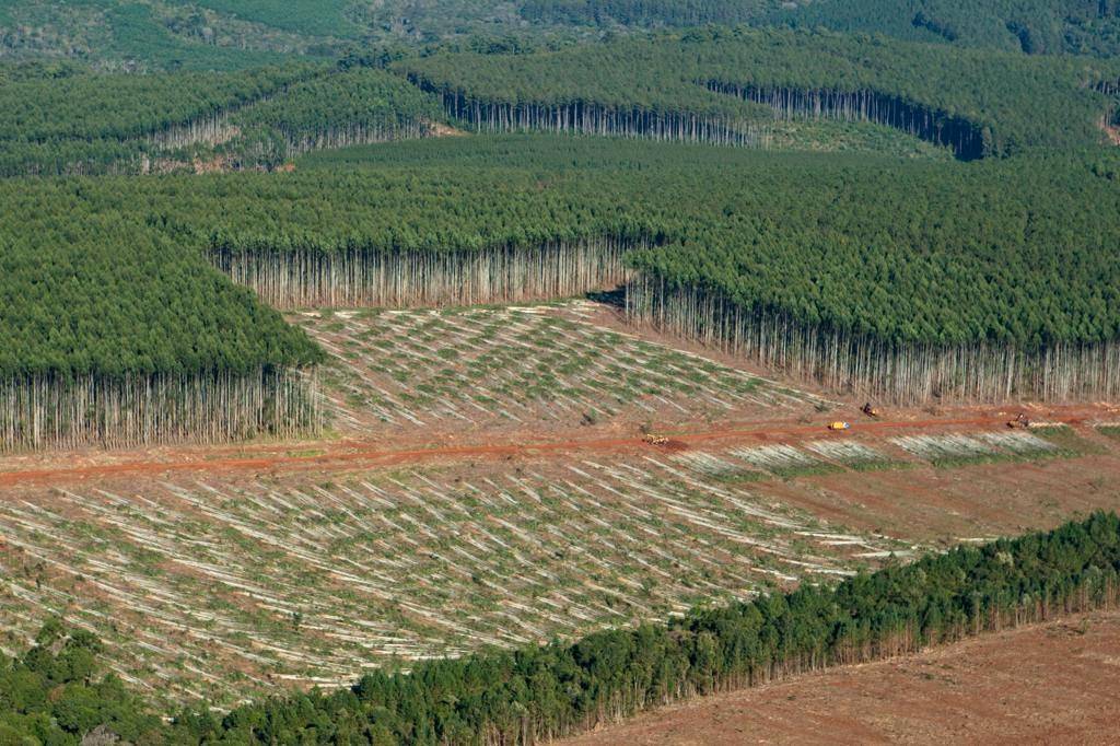 Florestas plantadas: um segmento cada vez mais promissor