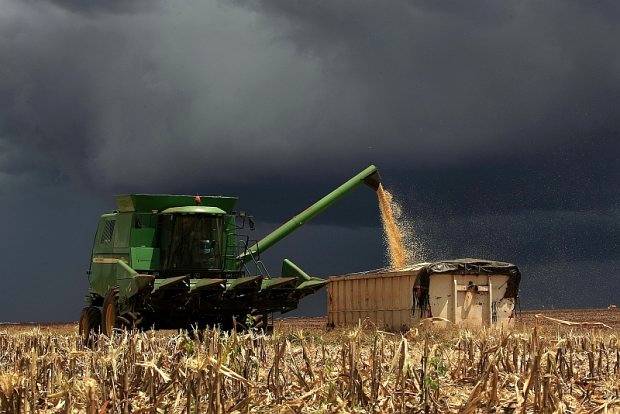 Safras de milho e soja devem registrar crescimento no Brasil