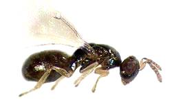 A vespa-da-galha pode inviabilizar 100% da produção de eucalipto